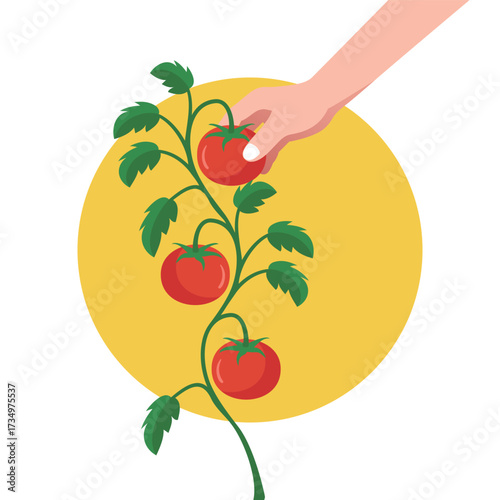 Minimalist Vector Illustration of Hand Picking Tomato