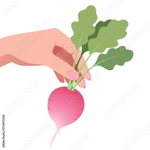 Minimalist Vector Illustration of Hand Holding Radish