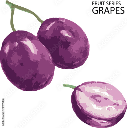 vector illustration of purple grapes