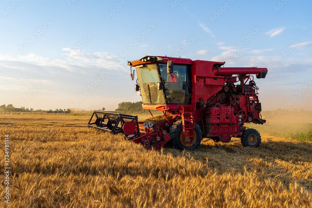 Fototapeta premium The combine is harvesting the wheat in the evening