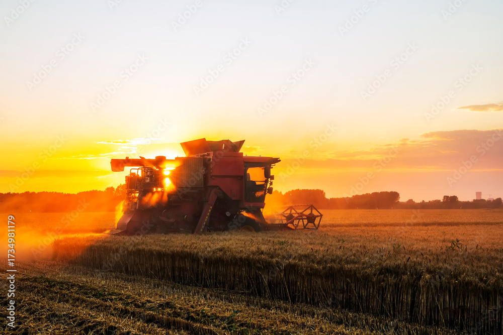 Naklejka premium The combine is harvesting the wheat in the evening
