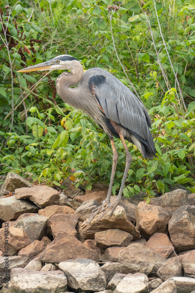 Fototapeta premium Blue heron dinosaur like again hunter is perched on the swamp and wetland rocks along a river bank to stalk and hunt for fish
