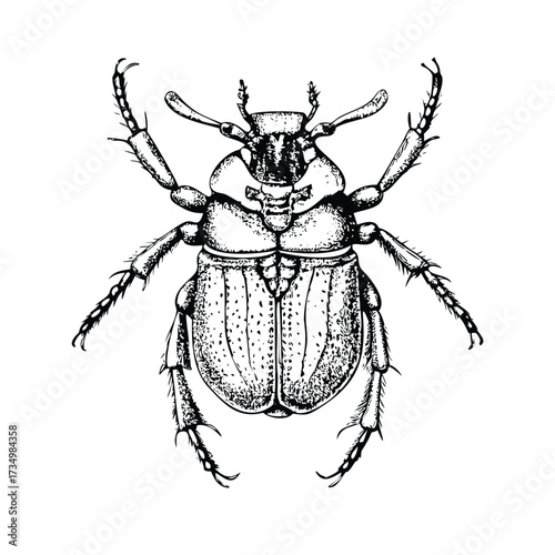 Detailed Anatomical Illustration of a Beetle: Exoskeleton and Inner Structure