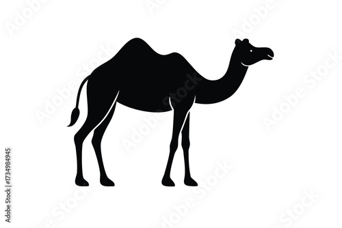 grazing camel silhouette vector illustration on black colour and white background