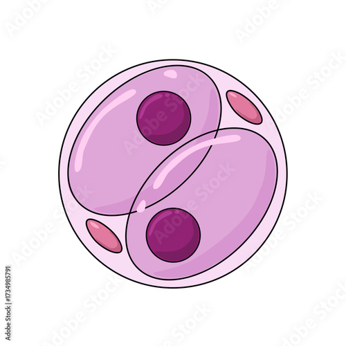 Two cell stage illustration. Stages of embryonic development. Insemination and fertilization. Human sexual reproductive system. Vector illustration for medical, clinical, lab, or educational poster