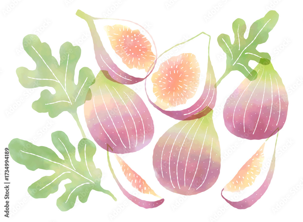 水彩風のフレッシュないちじくのイラスト