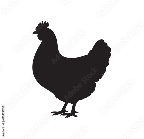 Black Silhouette of a Single Chicken Standing bird poultry