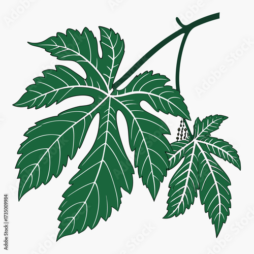 Green castor bean plant leaves in vector format