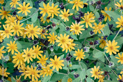 Bright yellow flowers blooming in nature.  vibrant yellow flowers in spring. Beautiful yellow flowers in full bloom. Fresh yellow flowers growing outdoors. Nature's vibrant yellow floral display