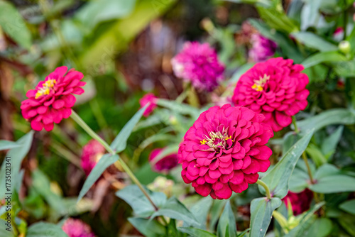 Vibrant Red Zinnia Flowers in Full Bloom. Beautiful Zinnia Flowers Against Green Foliage. Stunning Red Zinnias in Garden Setting. Zinnia Blooms with Rich Red Petals. Colorful Red Zinnia Flowers