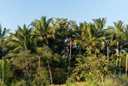 Wallpaper Mural A scenic view of lush tropical palm trees under a bright blue sky, symbolizing summer, freedom, and nature’s beauty. Perfect for travel, vacation, or tropical backgrounds.
 Torontodigital.ca