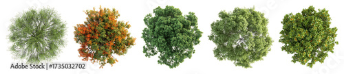 Vibrant top-view tree collection