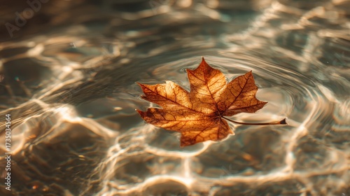 Golden Light Dances Around a Solitary Autumn Leaf Floating on Rippling Water.