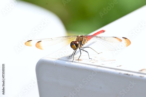 Wallpaper Mural A male Sympetrum risi risi. Insecta Odonata Libellulidae Sympetrinae Dragonfly. The abdomen of the male turns bright red when it matures. Torontodigital.ca