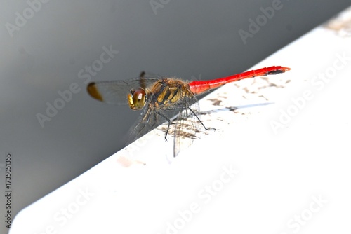 Wallpaper Mural A male Sympetrum risi risi. Insecta Odonata Libellulidae Sympetrinae Dragonfly. The abdomen of the male turns bright red when it matures. Torontodigital.ca