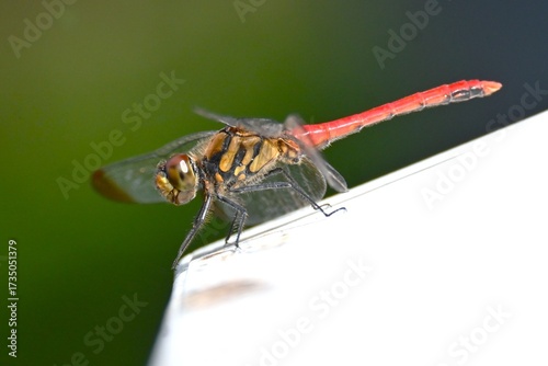 Wallpaper Mural A male Sympetrum risi risi. Insecta Odonata Libellulidae Sympetrinae Dragonfly. The abdomen of the male turns bright red when it matures. Torontodigital.ca