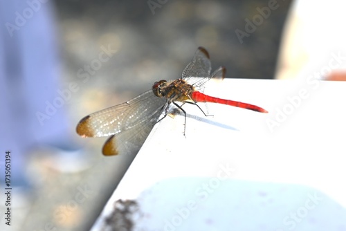 Wallpaper Mural A male Sympetrum risi risi. Insecta Odonata Libellulidae Sympetrinae Dragonfly. The abdomen of the male turns bright red when it matures. Torontodigital.ca