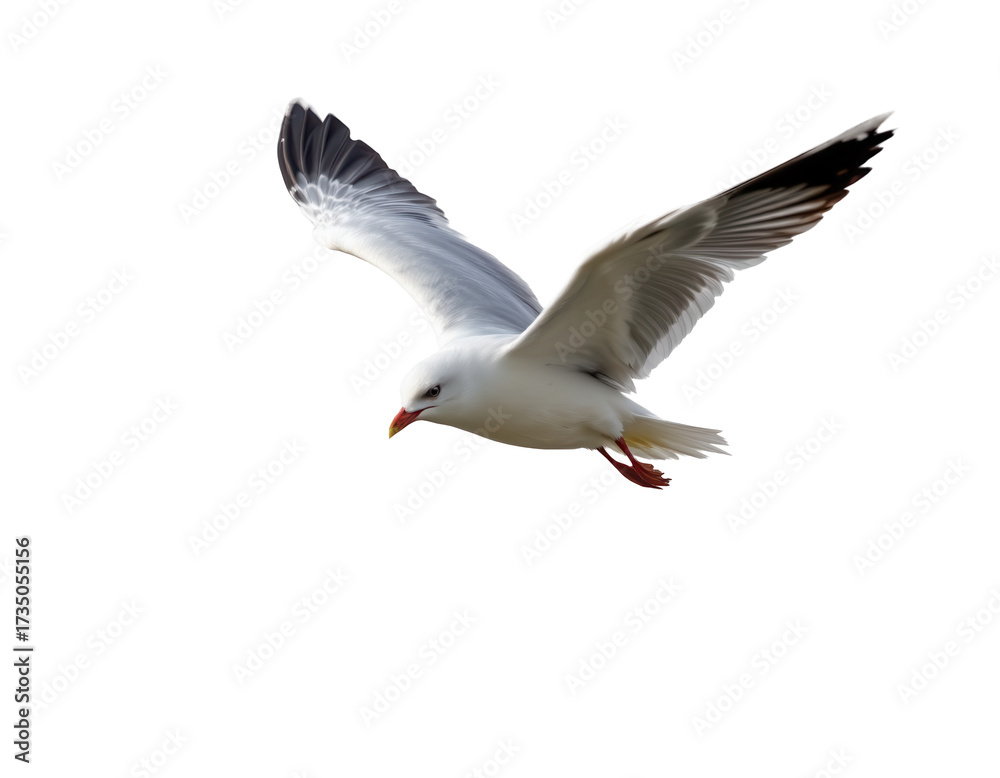 Fototapeta premium Seagull in Flight Against a Clear Sky with Outstretched Wings