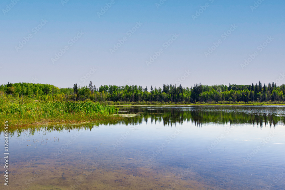 Fototapeta premium Tranquil landscape in the forest in the woods, hot summer day.