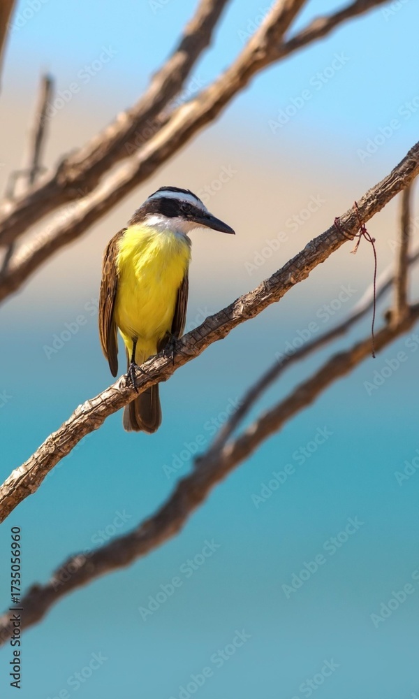 Fototapeta premium great tit parus major