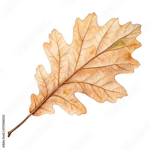 Watercolor Brown oak leaf with detailed veins autumn fall isolated on a transparent background