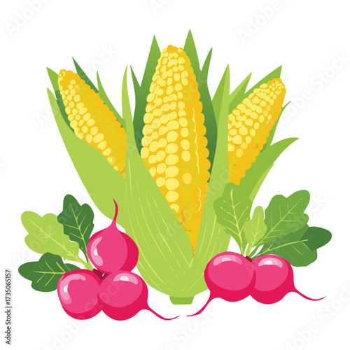 Classic fresh corn cobs and radishes with delicate green leaves, an arrangement of summer garden vegetables - Vector Illustration	