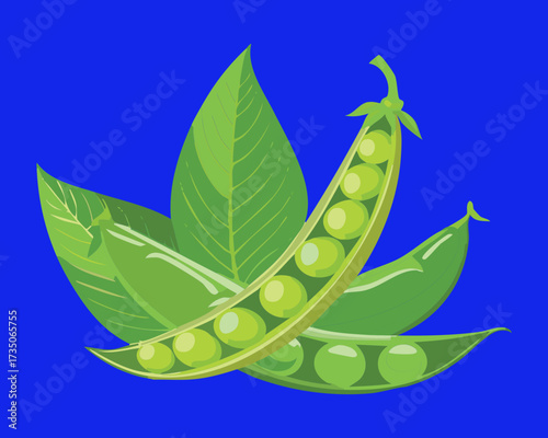 Fresh, bright green pea pods opened to reveal the peas inside, representing garden freshness and wholesome simplicity - Vector Illustration	