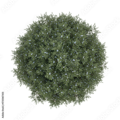 Juniper Bush Top View