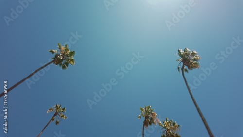 Video footage of driving through California street lined with tall palm trees against a clear blue sky. Iconic Los Angeles view symbolizing summer, travel, and the sunny lifestyle of Southern