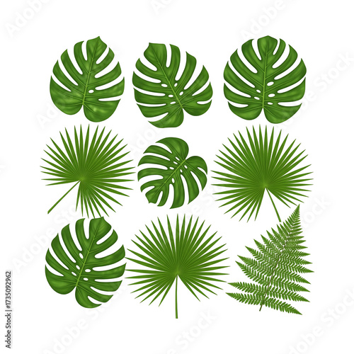 Title: Tropical green palm and monstera leaves set on transparan background