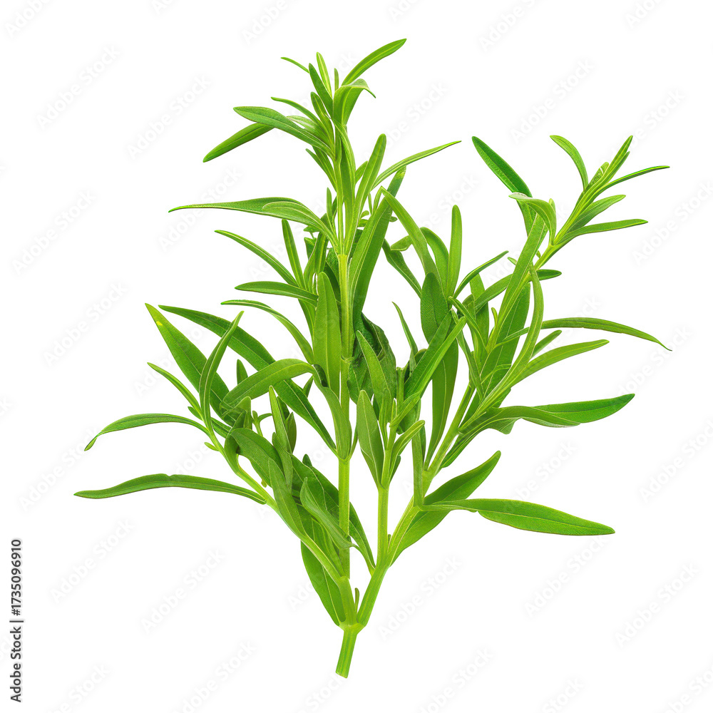 Fototapeta premium Fresh tarragon herb sprigs with vibrant green leaves and delicate texture isolated on white background