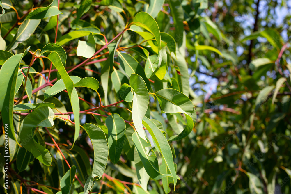 Fototapeta premium Eucalyptus tree in the park