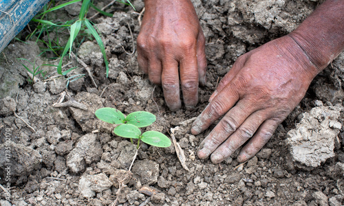 Seedling of vegetable