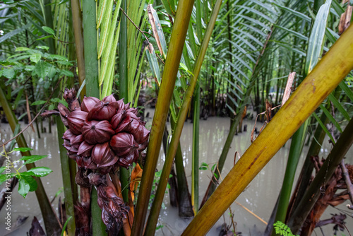 tropical plants in the coastal area