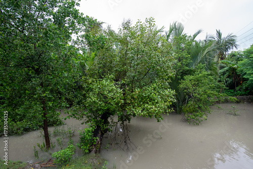 Mangrove plants