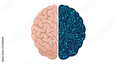A brain split in half with one side showing neural networks and the other showing the brain