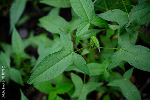 Wallpaper Mural Rapid Ecological Assessment Torontodigital.ca