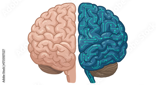 A twopart brain drawing one natural one robotic