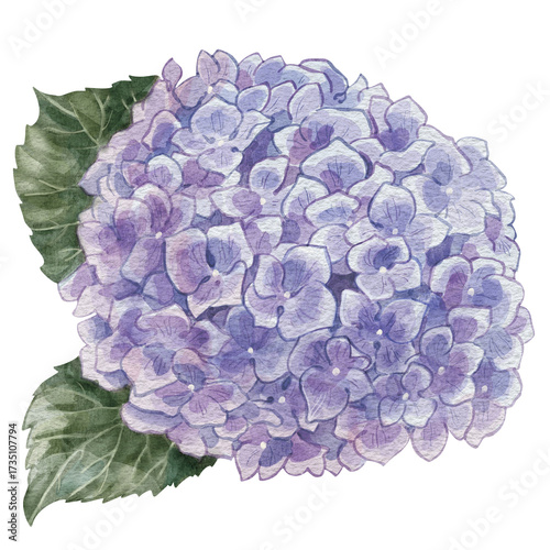 Blue hydrangea flower isolated on a white background. Realistic watercolor hand-drawn botanical illustration of hortensia flower. For printing on postcards, congrats, invitations, or for home decor