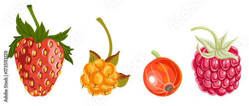 vector drawing set of berries isolated at white background, raspberry,cloudberry, currant and strawberry, hand drawn illustration