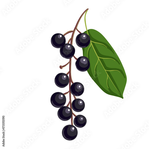 bird cherry, vector drawing tree branch with berries and green leaf isolated at white background, hand drawn illustration