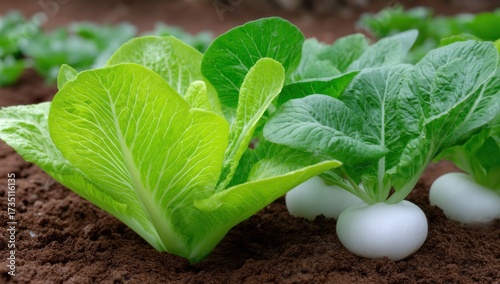 Fresh Lettuce Growing in Brown Soil, Symbolizing Sustainable Agriculture and Healthy Eating Habits for Food Production and Gardening Content : Generative AI