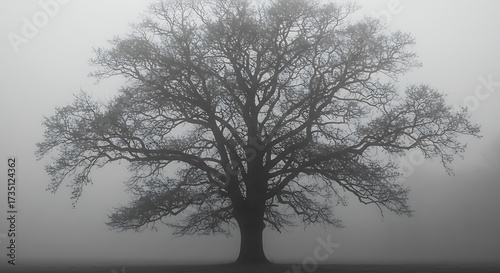 Silhouette of a large tree in a foggy landscape