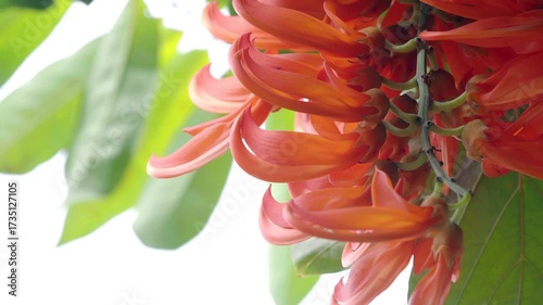 Mucuna bennettii or red jade vine decorative climbing plants that provide flowers and shade