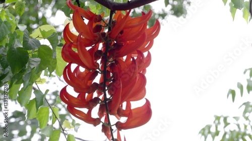 Mucuna bennettii or red jade vine decorative climbing plants that provide flowers and shade
