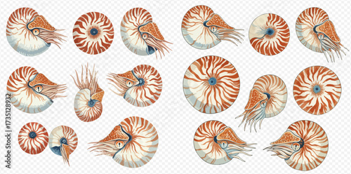 Detailed illustrations of nautilus shells and creatures in various poses and angles, showcasing their intricate spiral patterns and tentacles.