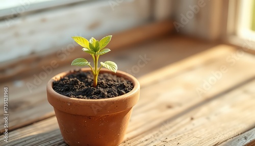 Young plant in a terracotta pot sits on a weathered wooden surface near a sunny window