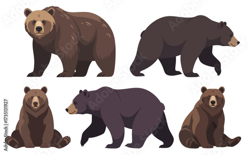 Diverse Bear Illustrations Various Poses of Brown and Black Bears.