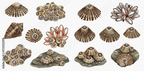 Watercolor illustration set of various marine barnacles, limpets, and sea snails, showcasing different shapes and clusters on rocks.