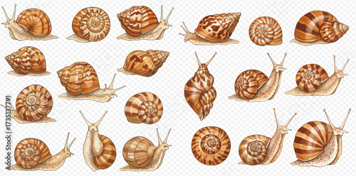 A collection of various garden snails with detailed brown and striped shells, depicted from multiple angles and perspectives.